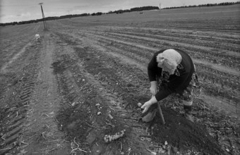 Germany, Trinwillershagen, 16.9.1991, Farmer's wife picking potatoes