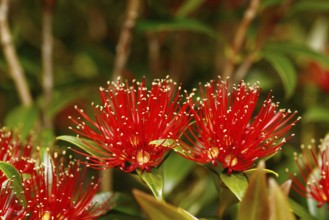 Flowers of New Zealand Southern Rata brighten the day for visitors to the Otira Gorge in Arthurs