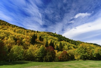 Forest with autumn leaves in Arrowtown, New Zealand