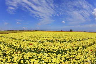 Solar spring day in fields flowers buttercups