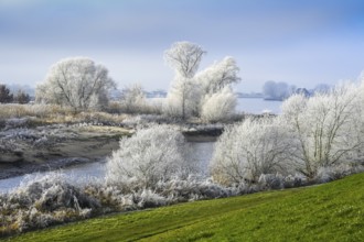 Zollenspieker nature reserve on the Elbe in Kirchwerder, Hamburg, Germany