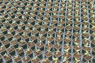 Rows of Potted Seedlings in Greenhouse