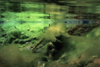 Rocks underwater on riverbed covered with green algae, water quality