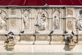 Doves sitting on the Gaia Fountain at the Piazza del Campo in Siena, Italy