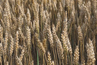 Wheat field. Golden ears of wheat on the field. Background of ripening ears of meadow wheat field.