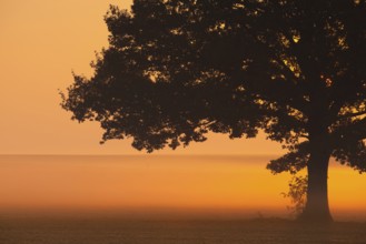 Memorable lonely tree on the empty field in the morning mist