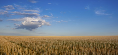 The field after harvesting in sunny day. Panorama picture with mowed wheat field under sunny day.