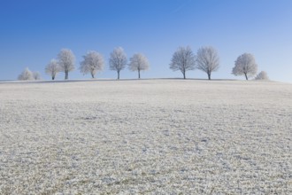 Snow and hearfrost covered trees in the frosty morning. Amazing winter landscape