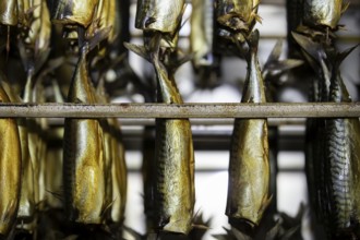 Industrial smoking of fish. Mackerel in a smoking oven