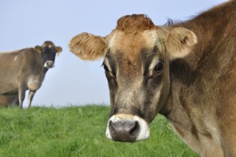 Jersey cow on pasture in morning mist, West Coast, New Zealand
