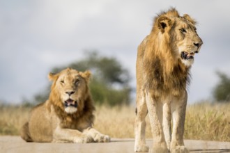 Two young male Lion brothers in the Kruger National Park, South Africa