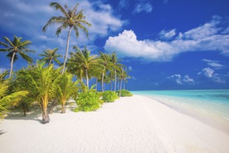 Idyllic Beach with Palm Treesat the Maldives, Indian Ocean, Asia