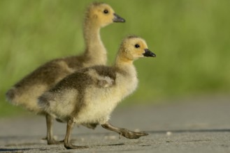Canada Goose goslings