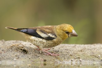 Juvenile Hawfinch. Juvenile hawfinch