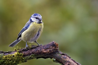Blue tit (Cyanistes caeruleus)