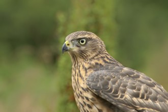 Portrait of a goshawk. Northern Goshawk portrait