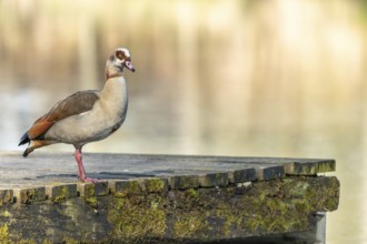 Egyptian goose (Alopochen aegyptiaca) resting on a wooden dock by a river. Bas-Rhin, Collectivite