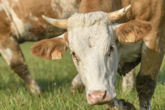 Brown cow on green grass feeding in a meadow during the summer in France