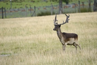 A fallow deer buck, Dama dama, with an impressive set of antlers in his paddock on the West Coast