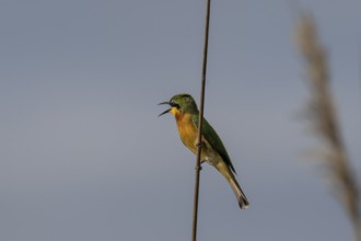 Bee-eater (Merops apiaster) sitting on a reed, Moremi Game Reserve, Okavango Delta, Maun, Botswana