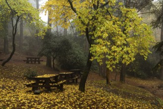 Autumn landscape with trees and Autumn leaves on the ground after rain at Troodos mountains Cyprus