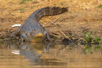Caiman (Caimaninae), Crocodile (Alligatoridae), crocodile (Crocodylia), front view, reflection,