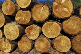 Stack of logs in forest