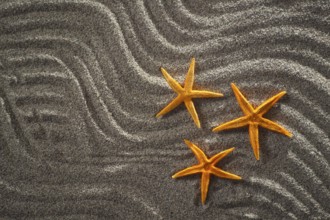 Of light gray sand background designed with three starfish orange