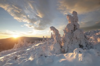 Winter landscape during sunset, snow-covered spruce trees on the top of the mountain