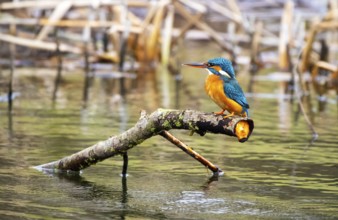 A Common Kingfisher (alcedo atthis) in the Reed, Heilbronn, Germany