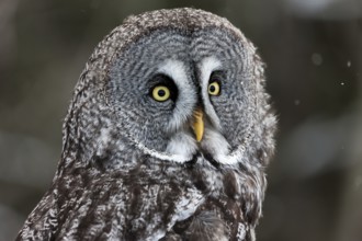 A captive great grey owl (Strix nebulosa) sits on a perch at a bird of prey sanctuary during winter