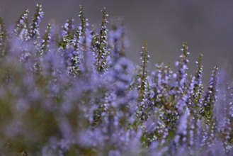 Close-up of flowering heather (Erica) with intense purple colour in natural setting in mountainous