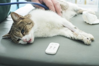 Veterinary Blood test. Cat in vetrinary