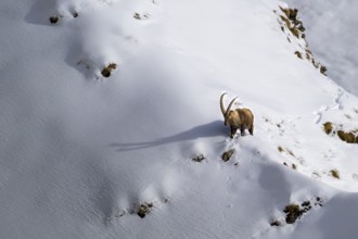 A single ibex (Capra ibex) stands on a snow-covered mountain slope, casting a long shadow, Valais,