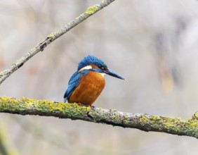 A Common Kingfisher (alcedo atthis) in the Reed, Heilbronn, Germany