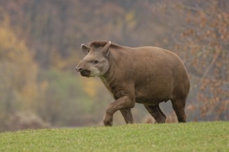 Tapir on green grass. tapir, wetlands, herbivore, endangered, hoofs, conservation, mammals,