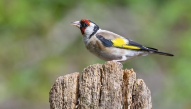 Goldfinch Male