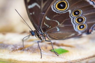 Blue Morpho Butterfly