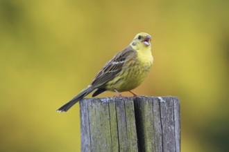 Yellowhammer, Emberiza citrinella, Yellowhammer