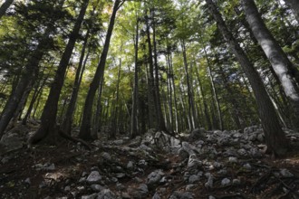 Mountain forest in the Karawanken, Alps, Slovenia
