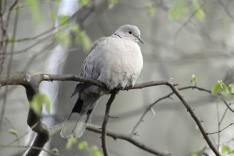 Collared Dove, Streptopelia decaocto, Collared Dove