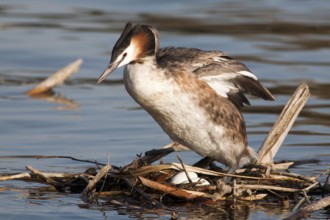 Great crested grebe on the nest