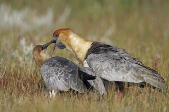 Black-faced Ibis, Theristicus melanopsis, feeding young bird, Patagonia, Argentina