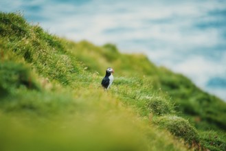 Puffin on green grassy cliff near the sea, bird, puffins, puffins, animal
