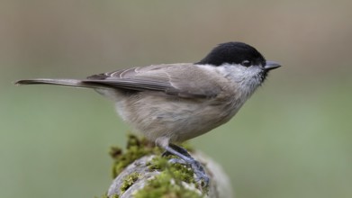 Marsh tit (Poecile palustris) sitting on a branch, protected forest, Black Forest, Germany