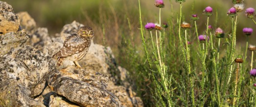 Little Owl, Athene noctua, Mediterranean Forest, Castilla y Leon, Spain