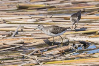 Sandpiper, Wood Sandpiper (Tringa glareola)