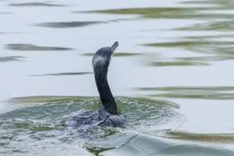 Great Cormorant Swimming in Lake (Phalacrocorax carbo)