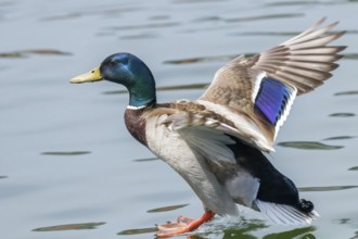 Mallard Duck Landing on Water