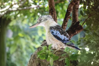 An image of a typical kookaburra bird